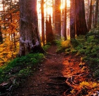 las, słońce, ścieżka, natura, drzewa, cool