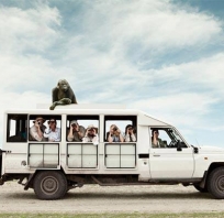safari, śmieszne, goryl, humor, lato, jeep, 