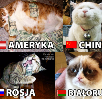 kot, śmieszny, humor, ameryka, chiny, koteczki