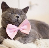 Elegant