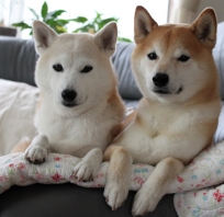 psy, husky, natura, pieski, zwierzęta, piękne
