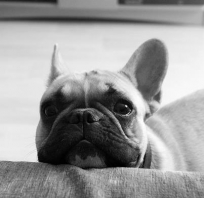 pies, buldog, francuski, uroczy, opkój,uszy