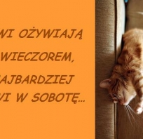 śmieszne, kot, sentencja, sobota, kotek, leniwiec, leń