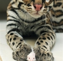 Zwierząt, kotów, Cute, Kot, Mysz, Ocelot 