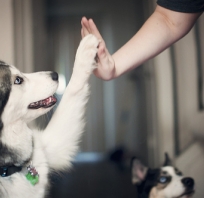 Cute puppy, High five, śliczny, miłość