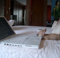 laptop, pies, super, la laptopie, pies i laptop