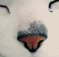 Nosek