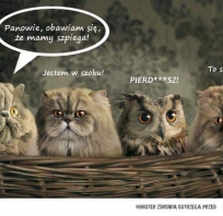 szpieg, koty, śmieszne, fun, kwejkpl