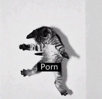 Takie tam kocie porno!