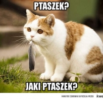 ptaszek, kot, śmieszne