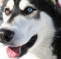 oczy, pies, piękny, husky, piesek