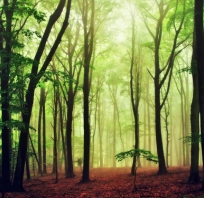 las, przygoda, natura, jesień