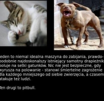 śmieszne, humor, pomidor, pizza, zwierzęta