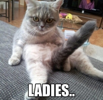 Drogie panie ...