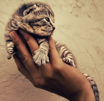 cat, kot, kotek, mały, zwierze, piękny