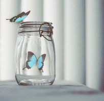 motyl, słoik, zdjęcie, fotografia