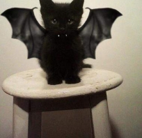 Halloween cat - KWEJK.pl