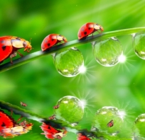 robaki, biedronka, zdjęcie, piękne, natura, biedroneczki, woda, światło, przyroda, fotografia