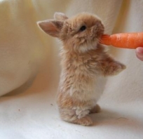 królik, króliczek, miniaturka, zwierzaczek, posiłek, maleńki,sweet