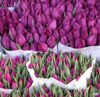 Po prostu tulipany :) kolory wiosny :)
