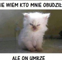 kot, śmieszne, humor, obudzić