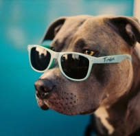 pies, zdjęcie, fotografia, zwierze, okulary, fun