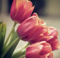 Kwiat, Kwiaty, Miłość, Natura, różowy, tulipan