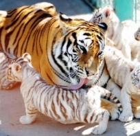 tygrysy, zoo, zdjęcie, fajne, ogonki, panterka, centki, natura, love, pręgi