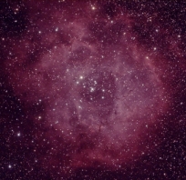 kosmos, piękny, różowe, zdjęcie, foto