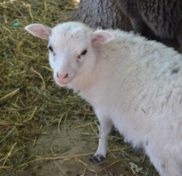 owieczka, słodka, mała, zoo