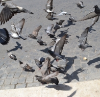 ptaki, gołębie, świetne ujęcie, nalepiej, fly 