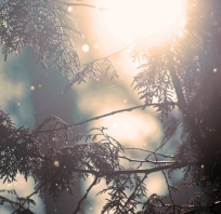 winter, zima, las, fotogfrafia, słońce, zimowe, ładne