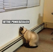 śmieszne, poniedziałek, fun, humor, śmieszne zdjęcie