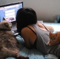 Animais fofix, Cat, Włosy, Zdjęcie, Zdjęcie 