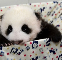 panda, zwierze, afryka, misiek