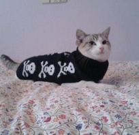 kot, emo, punk, czaszki, w skarpecie, w butach, kicia, fajne