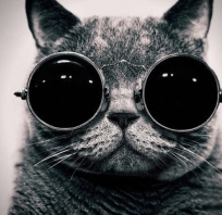 hipster, kot, szalony, okulary, james, bond, 007, agent, kicia