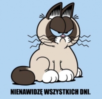 humor, śmieszne, fun, kot