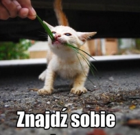 To moja wiosna znajdź sobie swoją!
