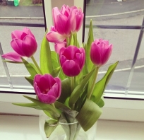 Piękne tulipany
