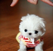 Piesek miniaturka. <3<3<3