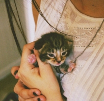 Abraço, kotów, Cute, moda, dziewczyna, miłość  