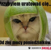 poniedziałek , śmieszne , kotek , melon , kosmici