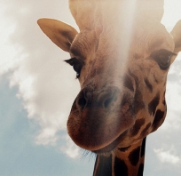 żyrafa, zwierze, afryka, natura. zoo, zdjęcie