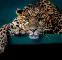 centki, puma, pantera, gepard, tygrys, natura, afryka