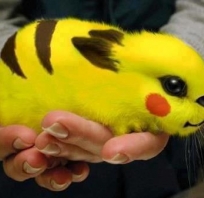 królik, śmieszny, żółty, pokemon