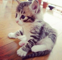Mrrrrr <3