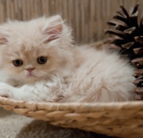 Dziecko, kota, uroczy, Gatto, Kitten, Kitty 