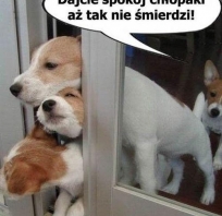 Dajcie spokój chłopaki...
