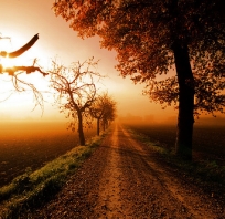 zdjęcie piękne, fotografia, foto, przyroda, natura, droga, drzewa, słońce, zachód, artystyczne, fotografia artystyczna